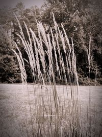 Trees growing in park