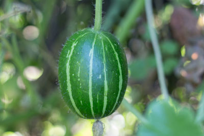 Close-up of fruit growing on plant