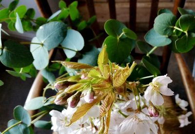 Close-up of flowers blooming outdoors