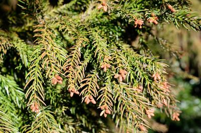 Close-up of pine tree