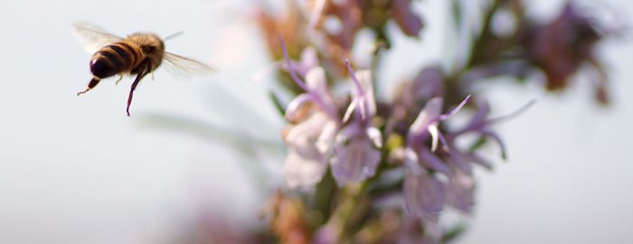 Close-up of bee pollinating on purple flower