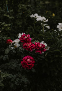 Close-up of red roses