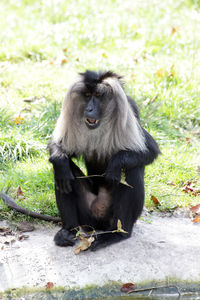 Monkey sitting on grass