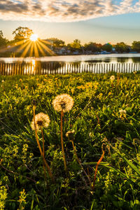 Close-up of plants against sky during sunset