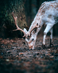 Deer standing on field