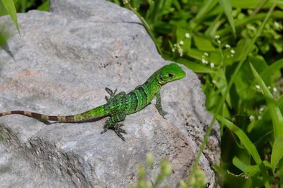 Close-up of lizard