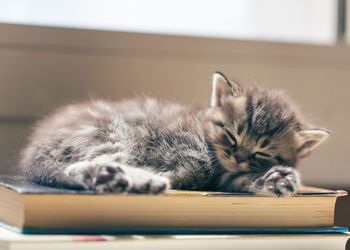 Kitten sleeping on a book 