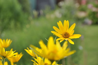 Close-up of yellow flowering plant on field