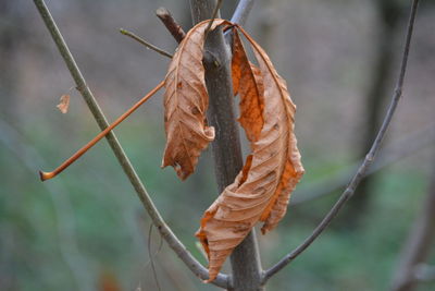 Close-up of dry leaves