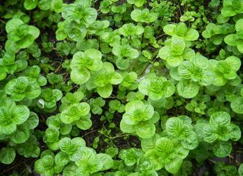 Full frame shot of fresh green leaves