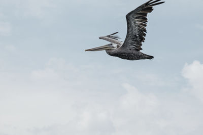 Low angle view of bird flying in sky