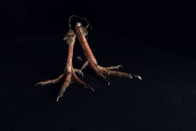 High angle view of insect over black background