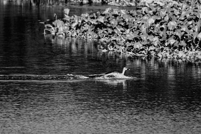 Ducks swimming in lake