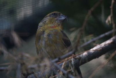 Close-up of bird perching on branch