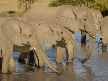 View of elephant in lake