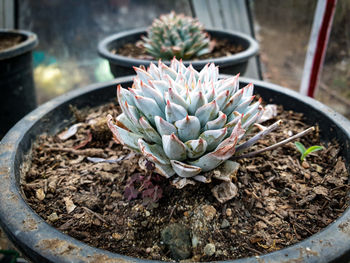 High angle view of succulent plant on field