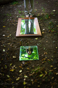 Low section of plant hanging on tree trunk in forest