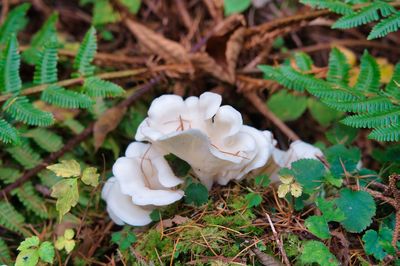 Close-up of white flowering plant on field