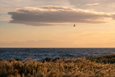 Scenic view of sea against sky during sunset