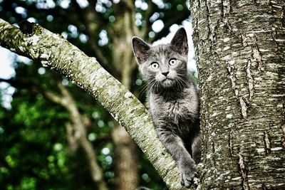 Portrait of a cat in forest