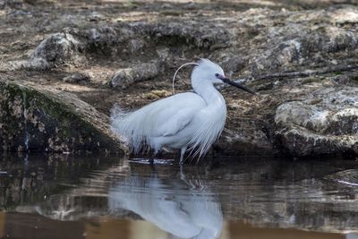 Reflection of gray heron in lake