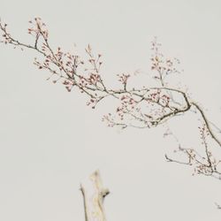 Low angle view of cherry blossom tree against clear sky