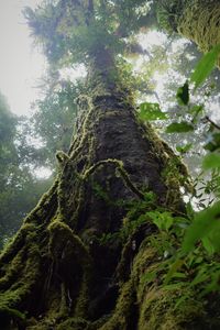 Low angle view of tree in forest