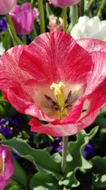 Close-up of pink flower