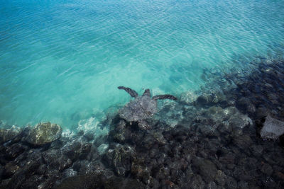 High angle view of turtle swimming in sea