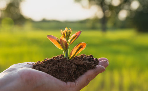 Cropped hand holding seedling