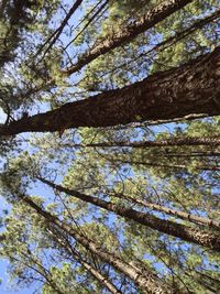 Low angle view of trees against sky