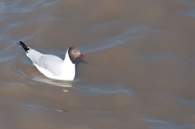 High angle view of swan in lake