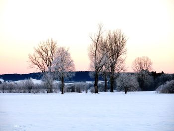 Bare trees on snow covered field