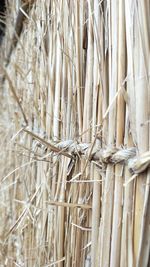 Full frame shot of bamboo plant