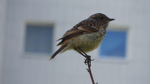 Close-up of bird perching on plant