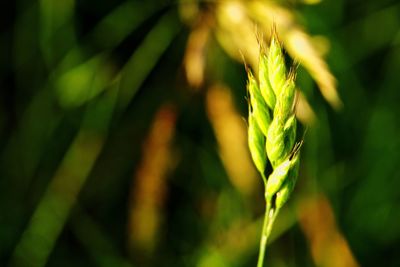 Close-up of fresh green plant