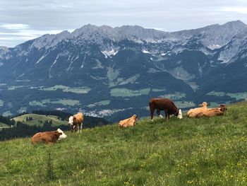 Code in a field and mountainpanorama - austria alps