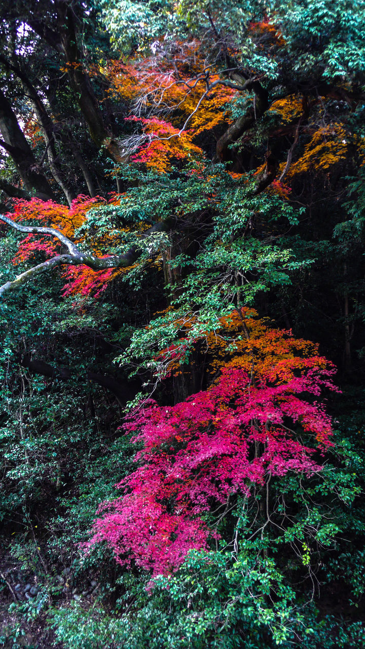 MULTI COLORED TREES IN FOREST