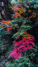 View of autumn trees in forest