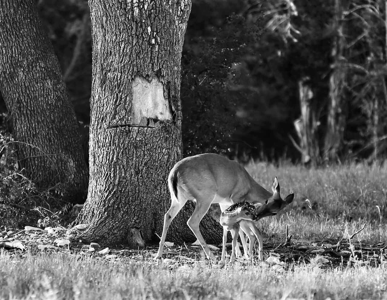 Watching Deer