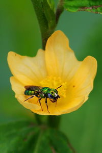 Nature's beauty. a little fly on a beautiful yellow flower.