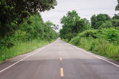 Empty road along trees