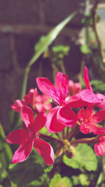 Close-up of red flowering plant