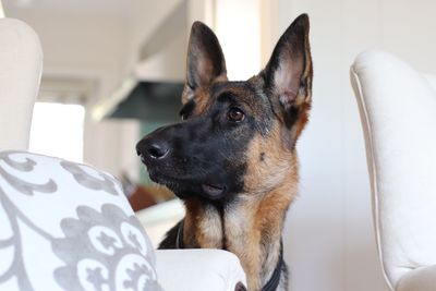 Close-up of dog on bed at home