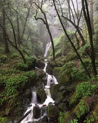 Scenic view of waterfall in forest