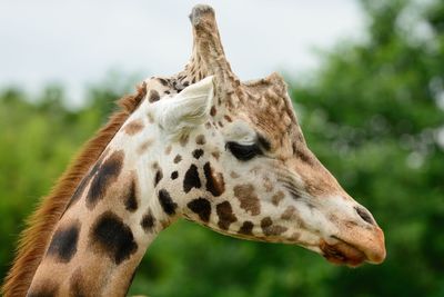 Close-up side view of giraffe at zoo