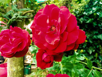 Close-up of red rose