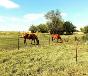 Horses grazing on grassy field