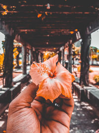 Close-up of hand holding orange flower