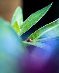 Close-up of ladybug on leaf